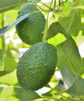 Hass Avocado Tree