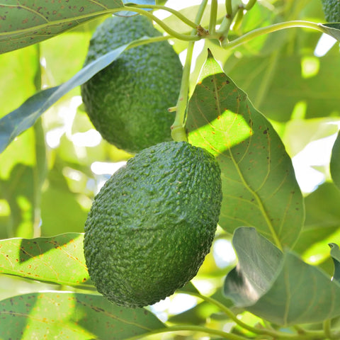 Hass Avocado Tree