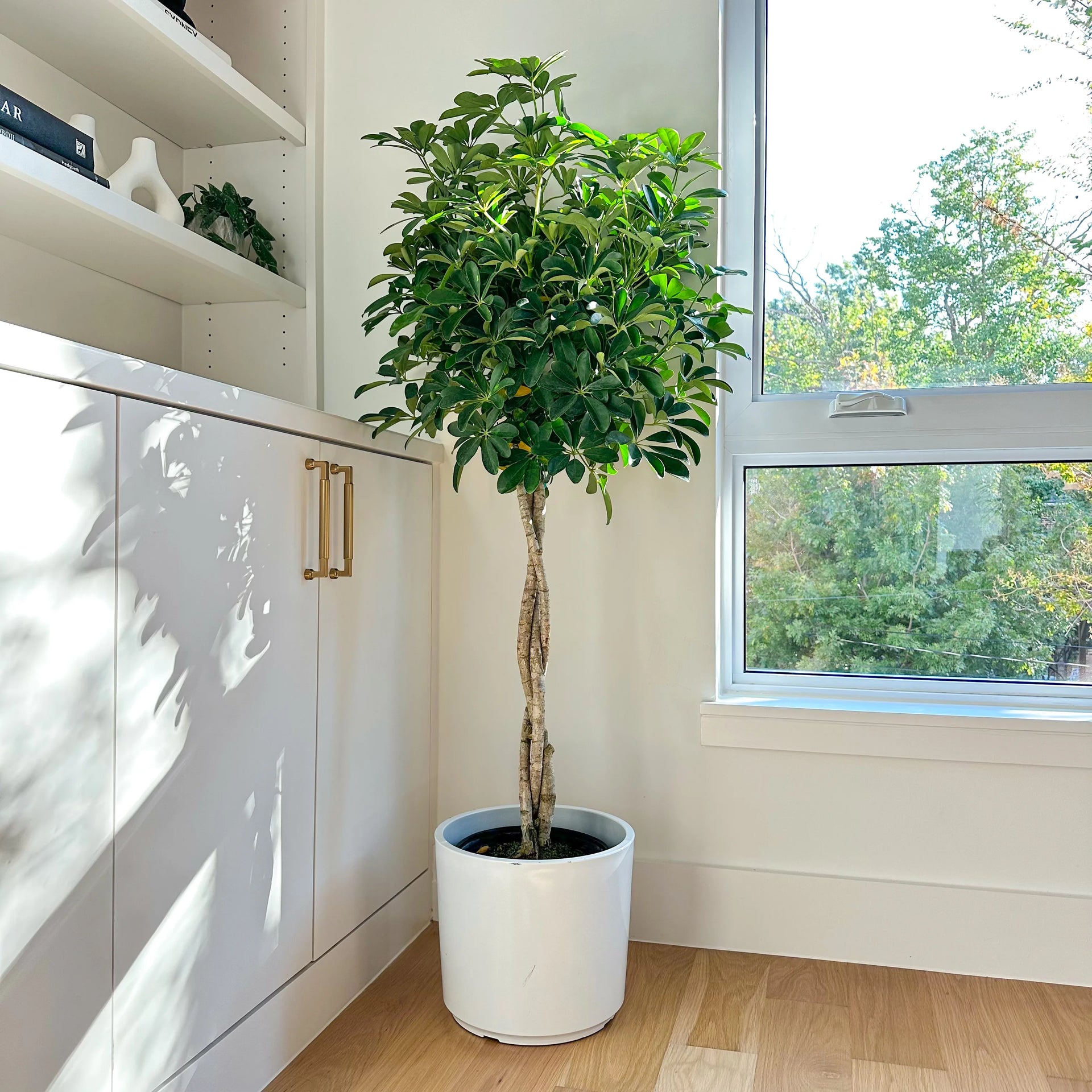 umbrella house plants Hawaiian Umbrella Tree