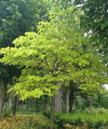 Hearts of Gold Redbud Tree