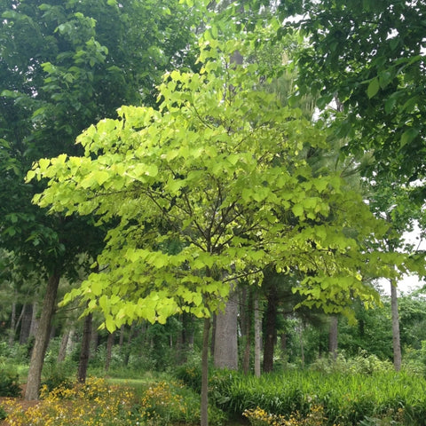 Hearts of Gold Redbud Tree
