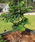 Hearts of Gold Redbud Tree