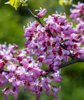 Hearts of Gold Redbud Tree