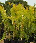 Hearts of Gold Redbud Tree