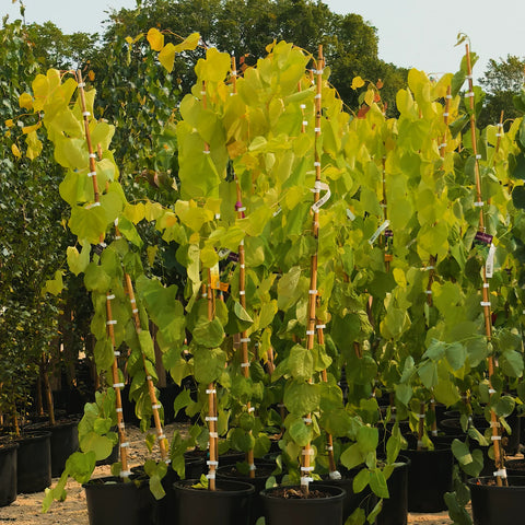 Hearts of Gold Redbud Tree