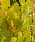 Hearts of Gold Redbud Tree