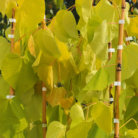Hearts of Gold Redbud Tree