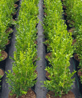 Better Boxwood Heritage Shrub