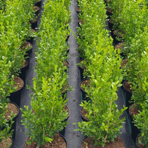Better Boxwood Heritage Shrub