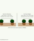 Better Boxwood Heritage Shrub
