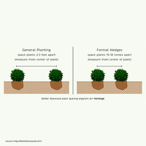 Better Boxwood Heritage Shrub