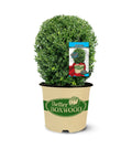 Better Boxwood Heritage Shrub