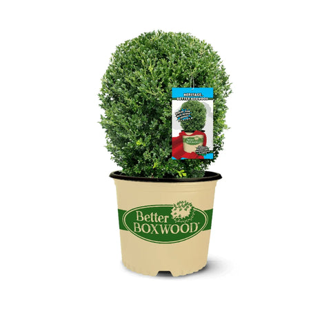 Better Boxwood Heritage Shrub