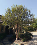 Heritage River Birch