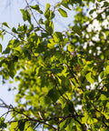 Heritage River Birch