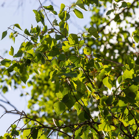 Heritage River Birch