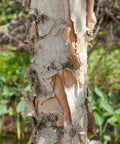 Heritage River Birch