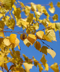 Heritage River Birch