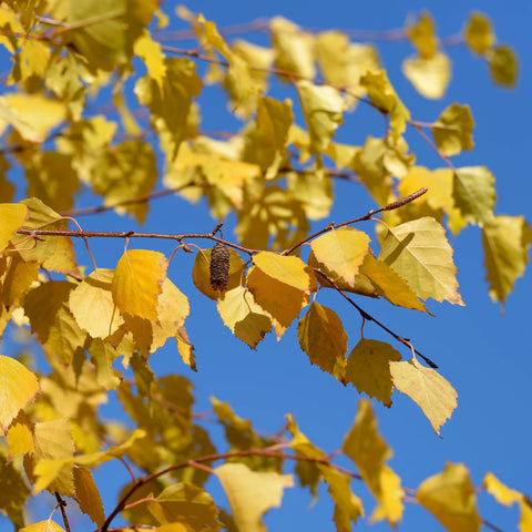 Heritage River Birch