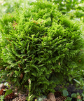 Hetz Midget Arborvitae
