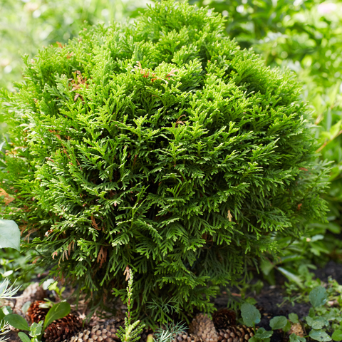 Hetz Midget Arborvitae