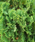 Hetz Midget Arborvitae
