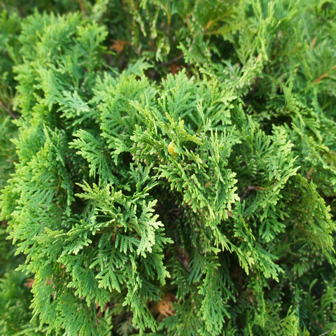 Hetz Midget Arborvitae