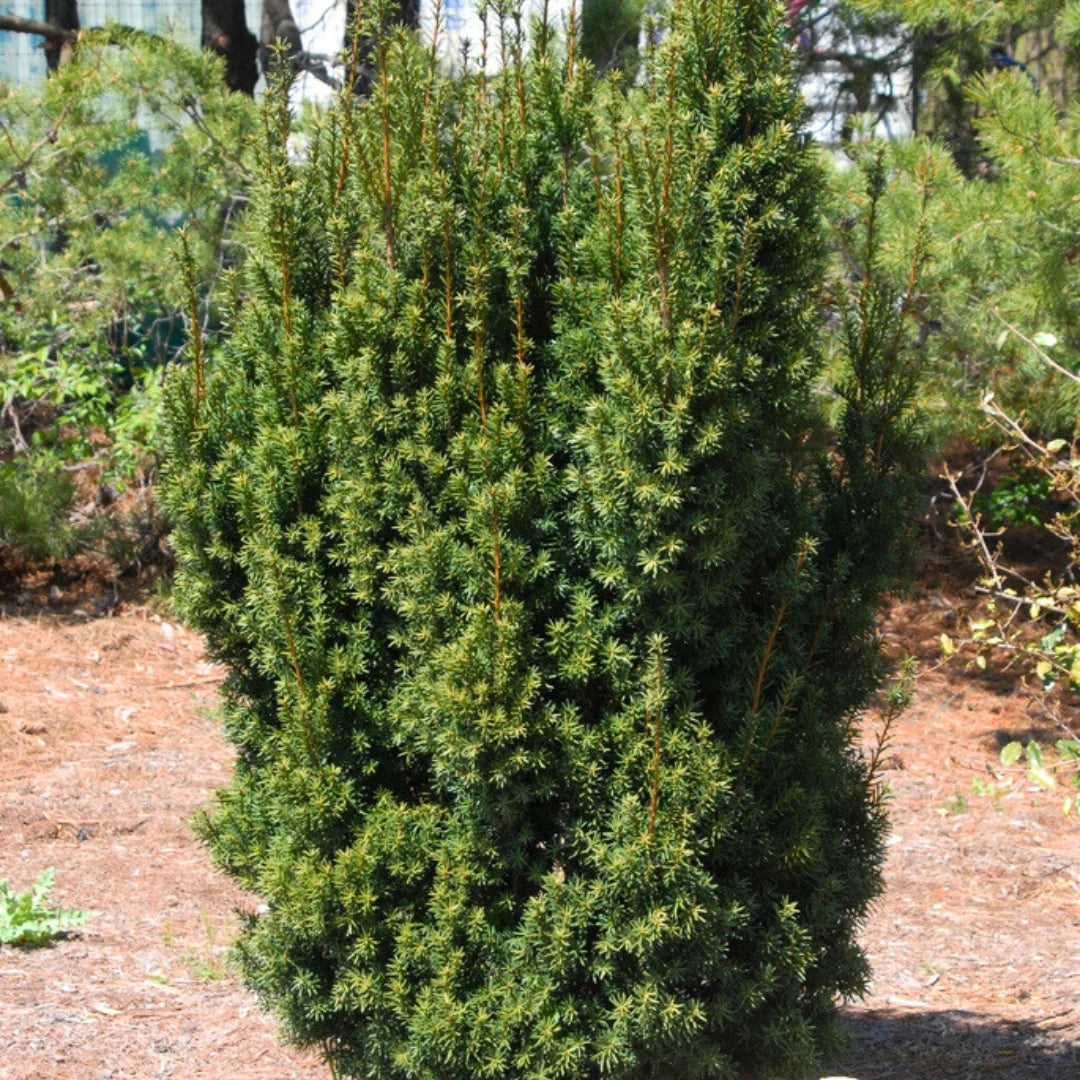 Tree With Rectangular Bush Hicks Yew Shrub | Upright Evergreen Hedge Plant – Simply Trees