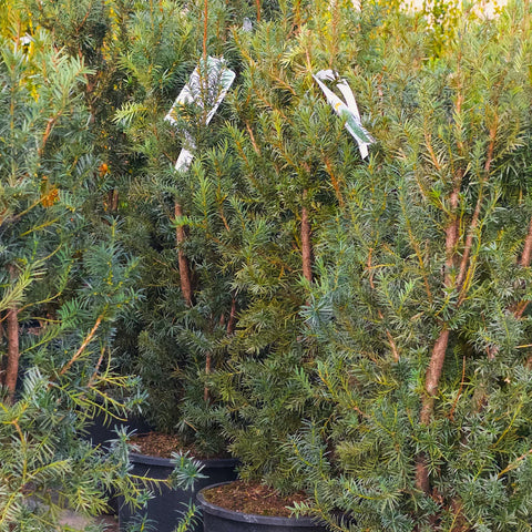 Hicks Yew Shrub