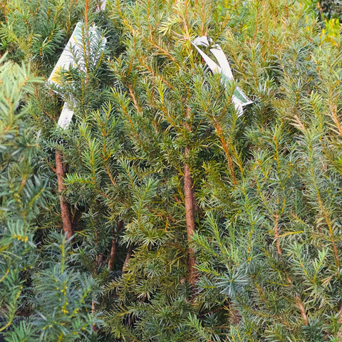 Hicks Yew Shrub