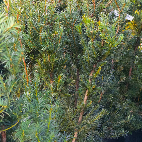 Hicks Yew Shrub