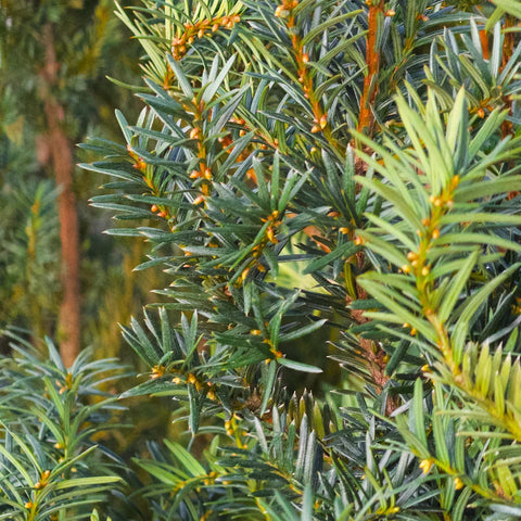 Hicks Yew Shrub