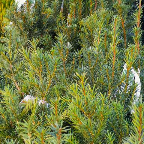 Hicks Yew Shrub
