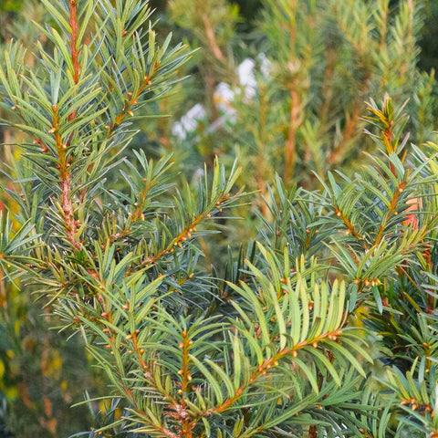 Hicks Yew Shrub