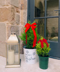 Holiday Golden Cypress