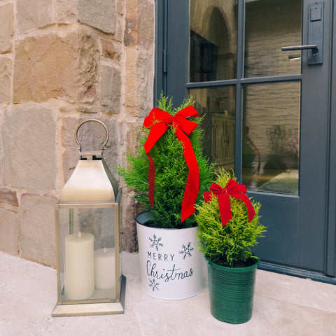 Holiday Golden Cypress