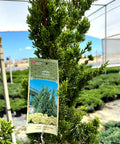 Hollywood Juniper