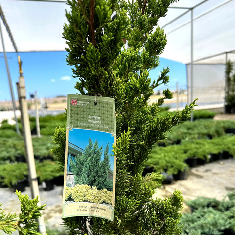 Hollywood Juniper