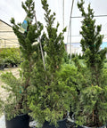 Hollywood Juniper