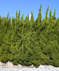 Hollywood Juniper Tree