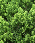 Hollywood Juniper Tree