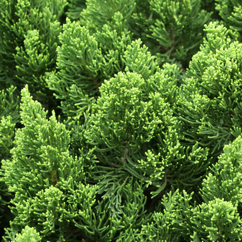 Hollywood Juniper Tree