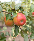 Honeycrisp Apple Tree