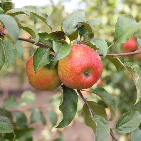 Honeycrisp Apple Tree