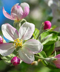 Honeycrisp Apple Tree