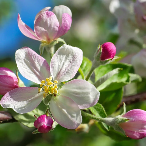 Honeycrisp Apple Tree