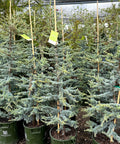 Horstmann Blue Atlas Cedar