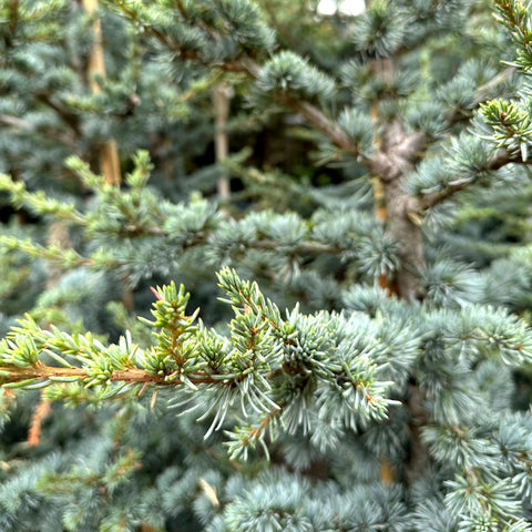 Horstmann' Blue Atlas Cedar | Drought-Tolerant Evergreen Horstmann' Blue Atlas Cedar | Drought-Tolerant Evergreen