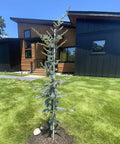 Horstmann Blue Atlas Cedar