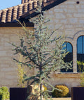 Horstmann Blue Atlas Cedar